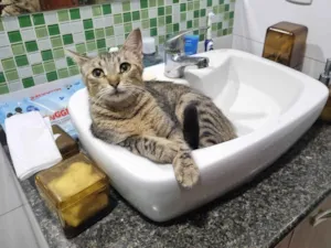 Gato raça SRD-ViraLata idade 2 anos nome Misk