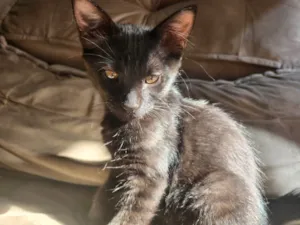 Gato raça SRD-ViraLata idade 2 a 6 meses nome Cat Noir