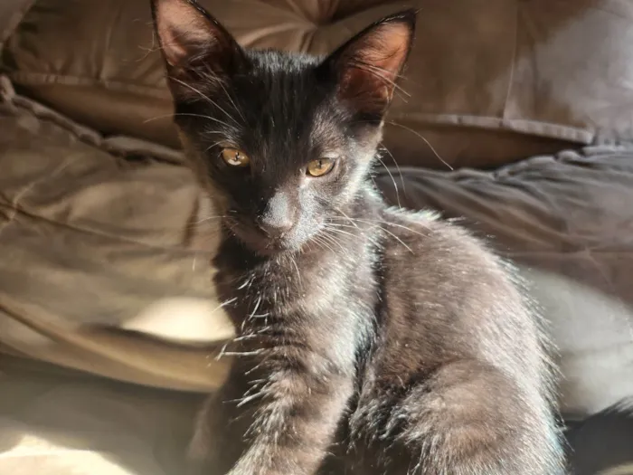 Gato ra a SRD-ViraLata idade 2 a 6 meses nome Cat Noir