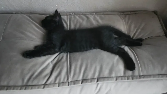 Gato ra a SRD-ViraLata idade 2 a 6 meses nome Cat Noir
