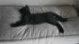 Cat Noir