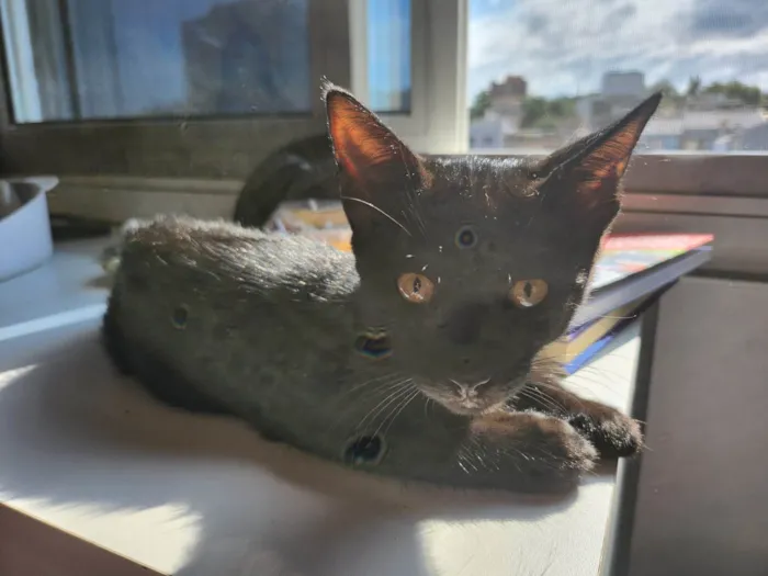 Gato ra a SRD-ViraLata idade 2 a 6 meses nome Black Panther