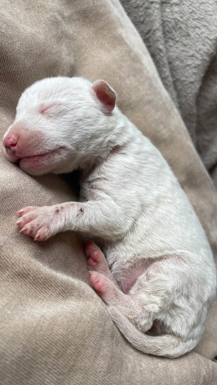Cachorro ra a SRD-ViraLata idade Abaixo de 2 meses nome Luna