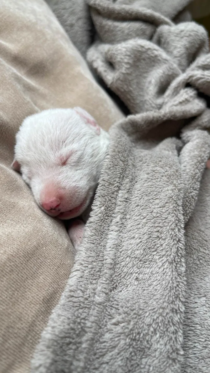 Cachorro ra a SRD-ViraLata idade Abaixo de 2 meses nome Luna