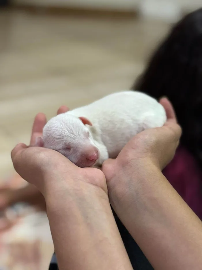 Cachorro ra a SRD-ViraLata idade Abaixo de 2 meses nome Luna
