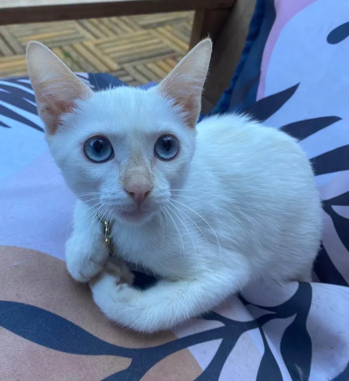 Gato ra a SRD-ViraLata idade 2 a 6 meses nome Lilah