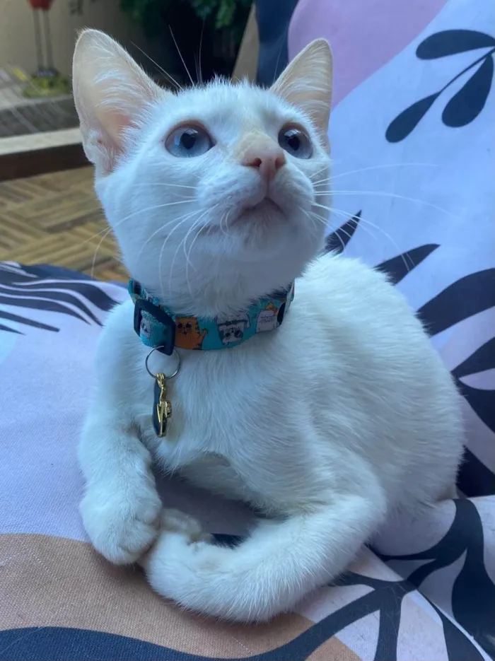 Gato ra a SRD-ViraLata idade 2 a 6 meses nome Lilah