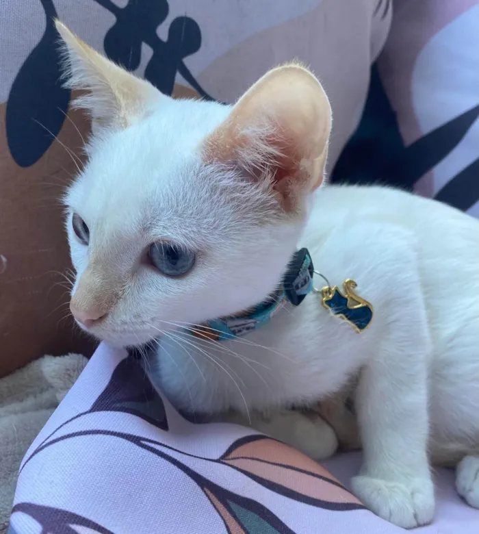 Gato ra a SRD-ViraLata idade 2 a 6 meses nome Lilah