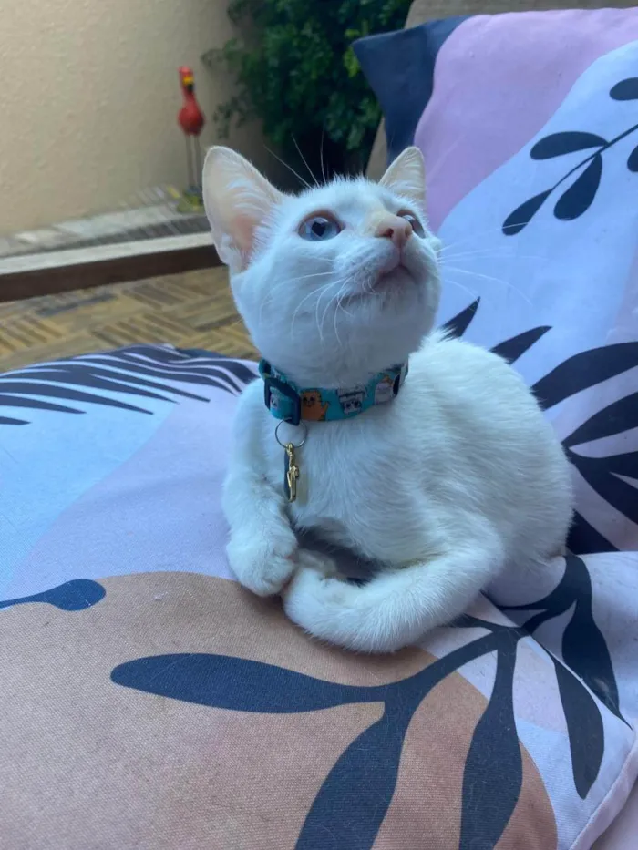 Gato ra a SRD-ViraLata idade 2 a 6 meses nome Lilah