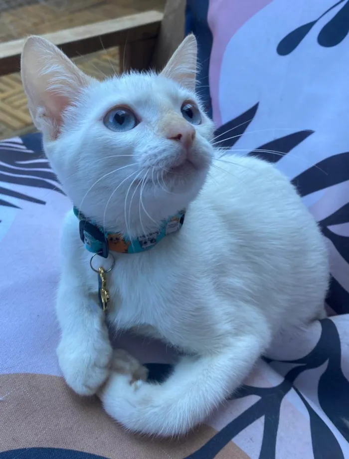 Gato ra a SRD-ViraLata idade 2 a 6 meses nome Lilah
