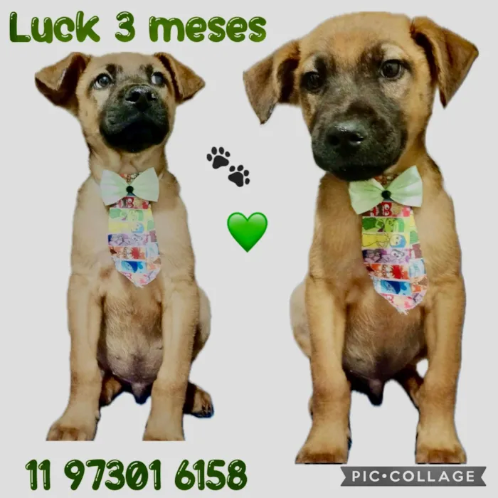 Cachorro ra a SRD-ViraLata idade 2 a 6 meses nome Luck