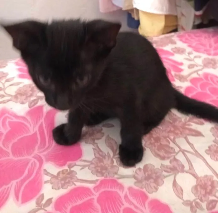 Gato ra a SRD-ViraLata idade 2 a 6 meses nome Gatinhos 