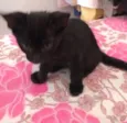 Gatinhos