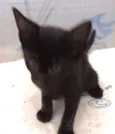 Gatinhos