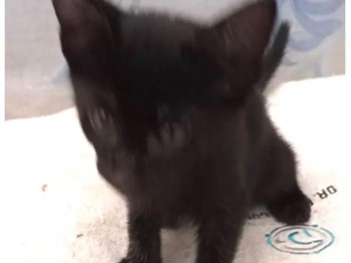 Gato ra a SRD-ViraLata idade 2 a 6 meses nome Gatinhos 