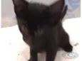 Gatinhos