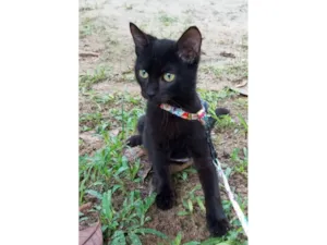Gato raça SRD-ViraLata idade 2 a 6 meses nome Feijão 