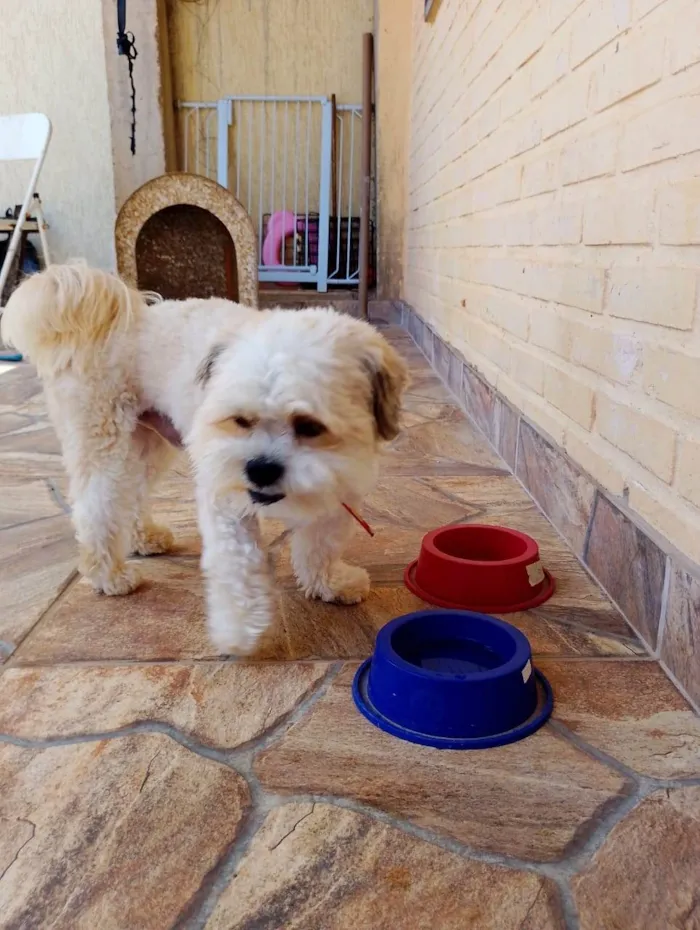 Cachorro ra a Shitzu idade 2 anos nome Tom