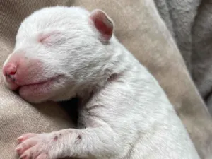 Cachorro raça SRD-ViraLata idade Abaixo de 2 meses nome Luna