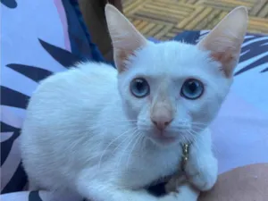 Gato raça SRD-ViraLata idade 2 a 6 meses nome Lilah