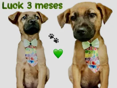 Cachorro raça SRD-ViraLata idade 2 a 6 meses nome Luck