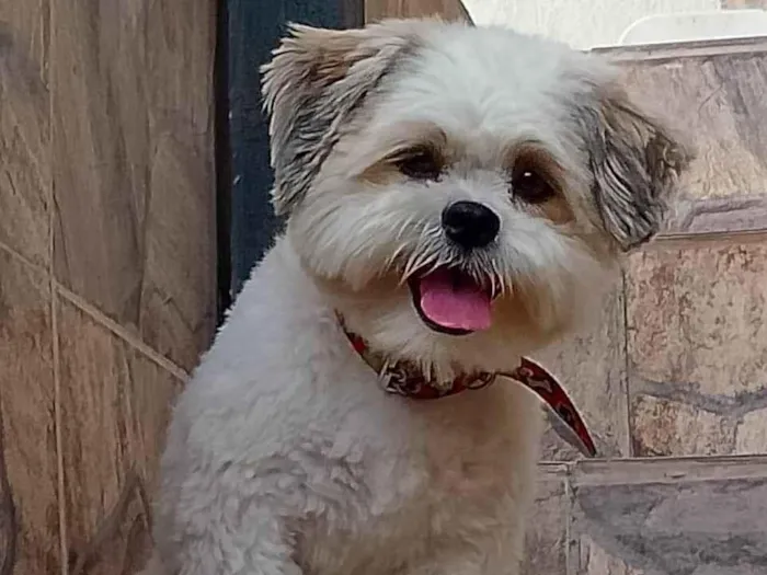 Cachorro ra a Shitzu idade 2 anos nome Tom
