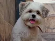 Tom