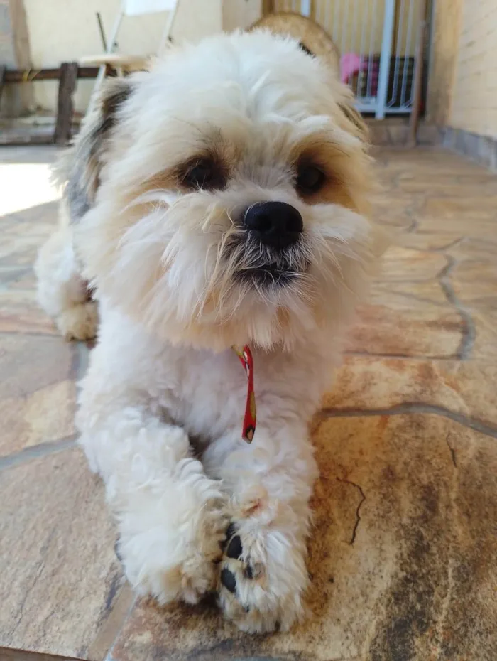 Cachorro ra a Shitzu idade 2 anos nome Tom
