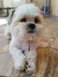 Tom
