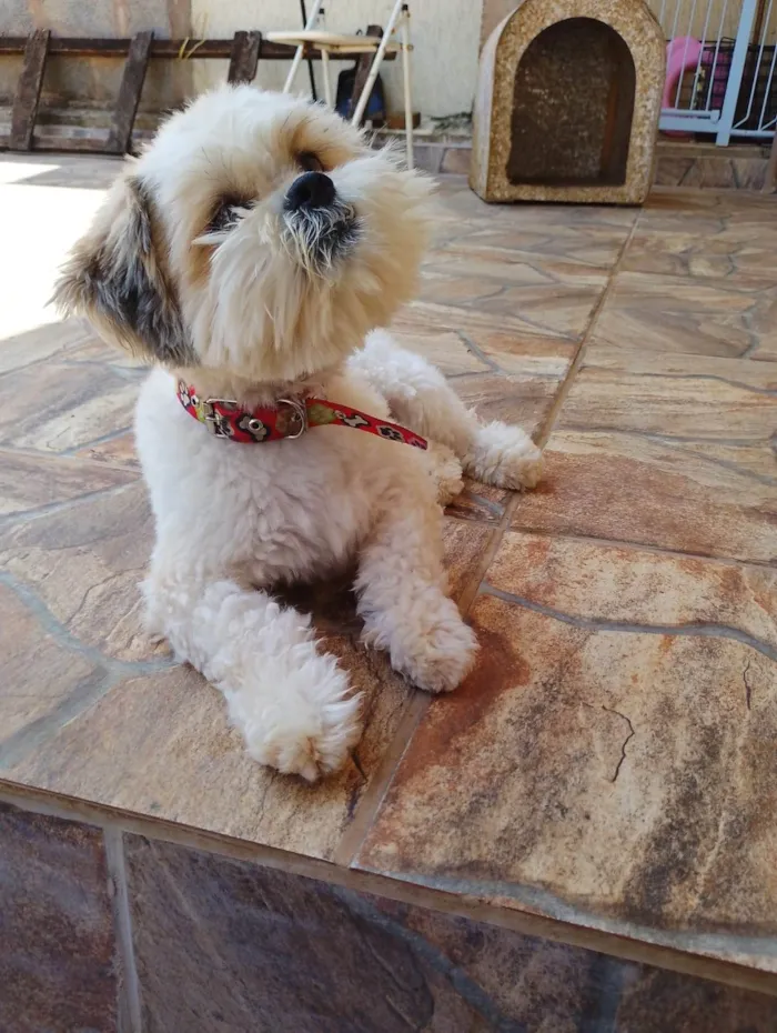 Cachorro ra a Shitzu idade 2 anos nome Tom