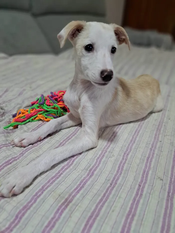 Cachorro ra a SRD-ViraLata idade 2 a 6 meses nome Docinho