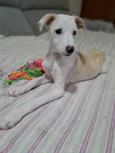 Docinho