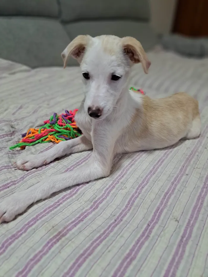 Cachorro ra a SRD-ViraLata idade 2 a 6 meses nome Docinho
