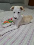 Docinho