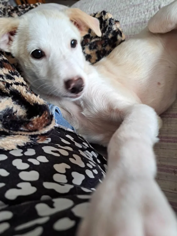 Cachorro ra a SRD-ViraLata idade 2 a 6 meses nome Docinho