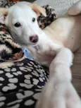 Docinho
