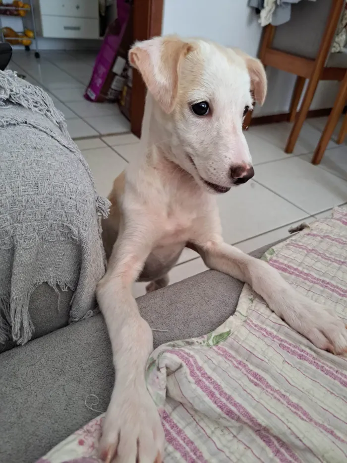 Cachorro ra a SRD-ViraLata idade 2 a 6 meses nome Docinho