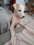 Docinho
