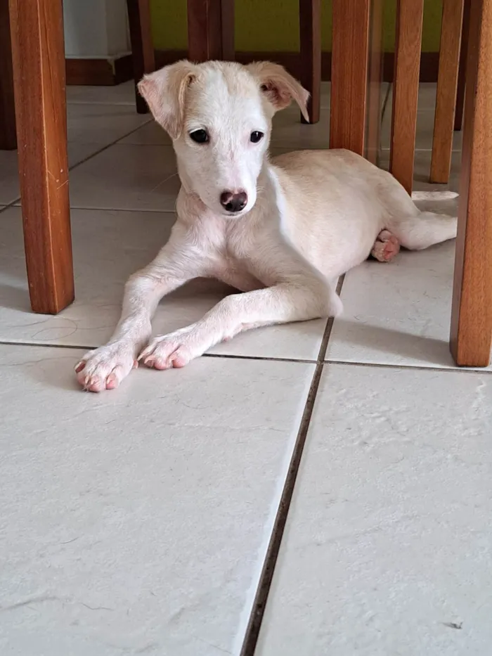 Cachorro ra a SRD-ViraLata idade 2 a 6 meses nome Docinho