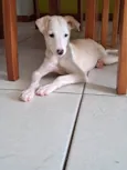 Docinho