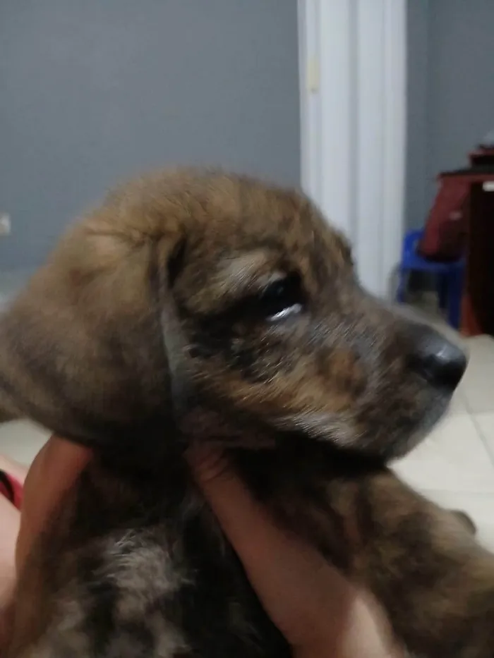Cachorro ra a SRD-ViraLata idade 2 a 6 meses nome Joanice Alves Dias Santos