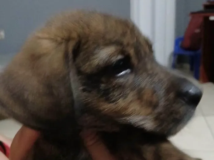 Cachorro ra a SRD-ViraLata idade 2 a 6 meses nome Joanice Alves Dias Santos