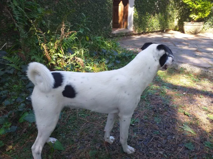 Cachorro ra a SRD-ViraLata idade 7 a 11 meses nome Aparecido 