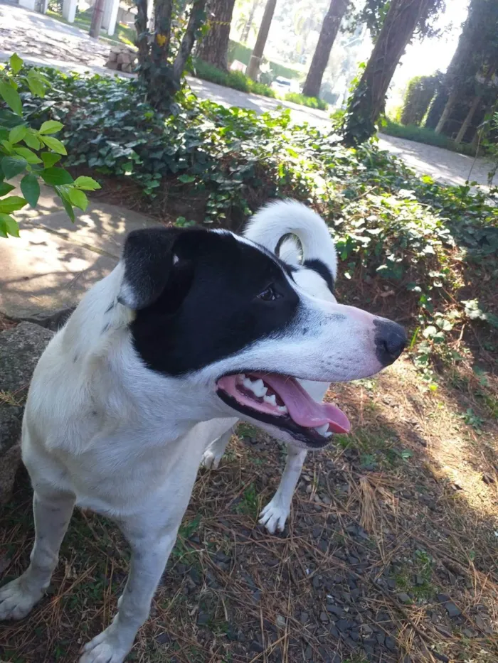 Cachorro ra a SRD-ViraLata idade 7 a 11 meses nome Aparecido 