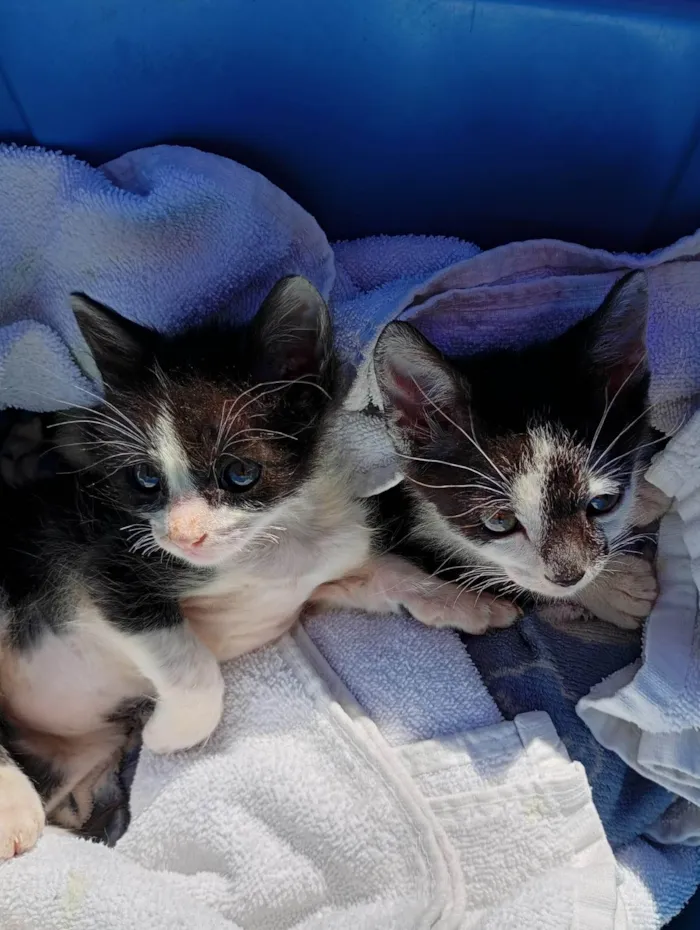Gato ra a SRD-ViraLata idade Abaixo de 2 meses nome Frajolas machinhos