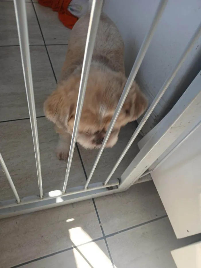 Cachorro ra a Shitzu idade 7 a 11 meses nome Porte P Urgente