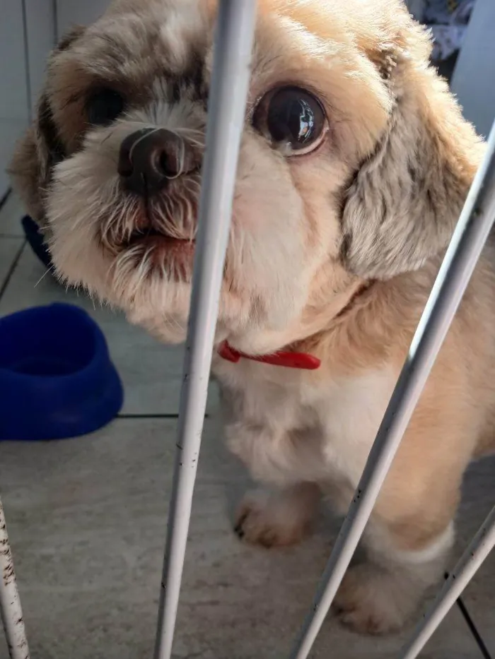 Cachorro ra a Shitzu idade 7 a 11 meses nome Porte P Urgente