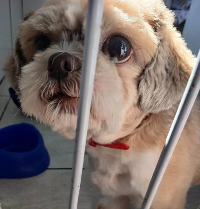 Cachorro ra a Shitzu idade 7 a 11 meses nome Porte P Urgente