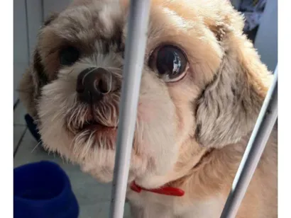 Cachorro raça Shitzu idade 7 a 11 meses nome Porte P Urgente