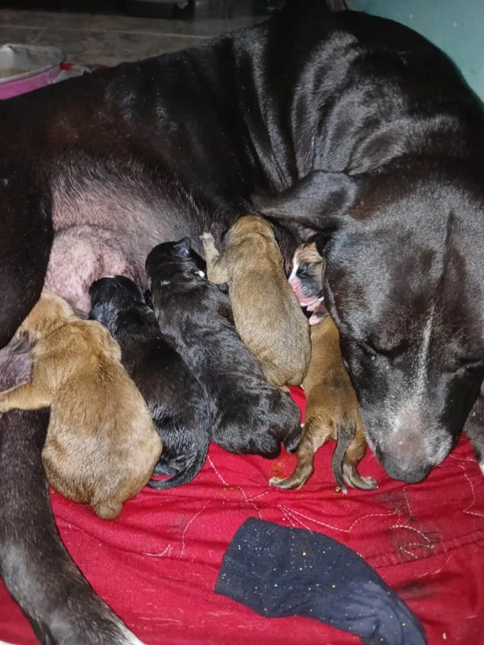Cachorro ra a SRD-ViraLata idade Abaixo de 2 meses nome Filhotes Urgente